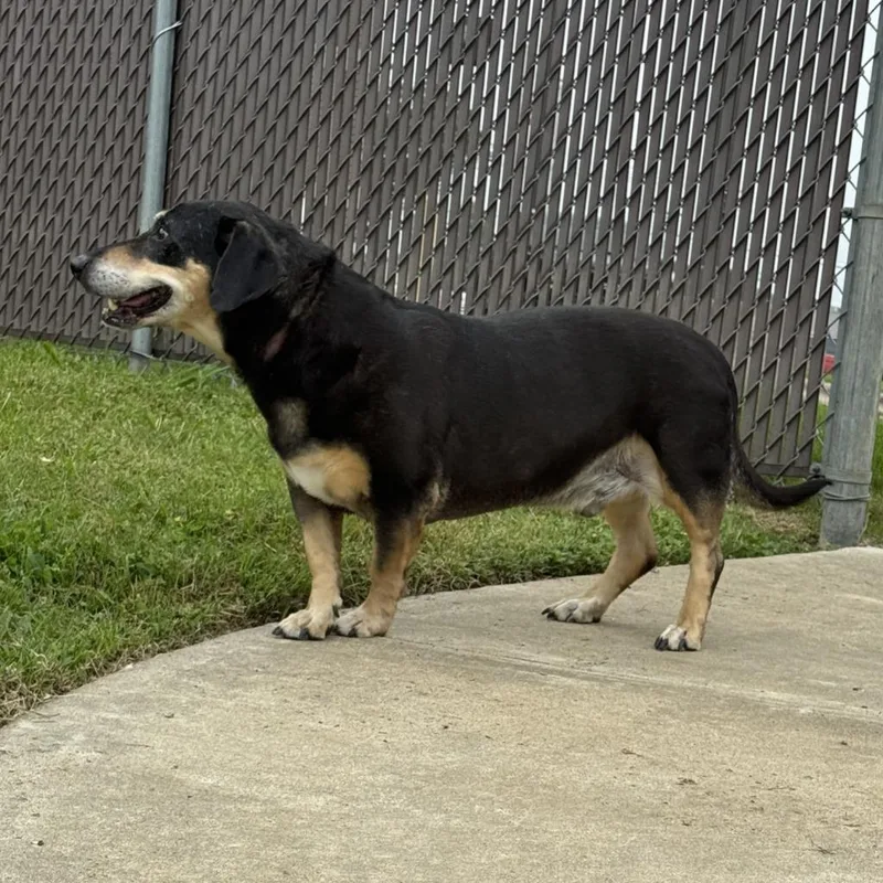 Rufus thumbnail 3