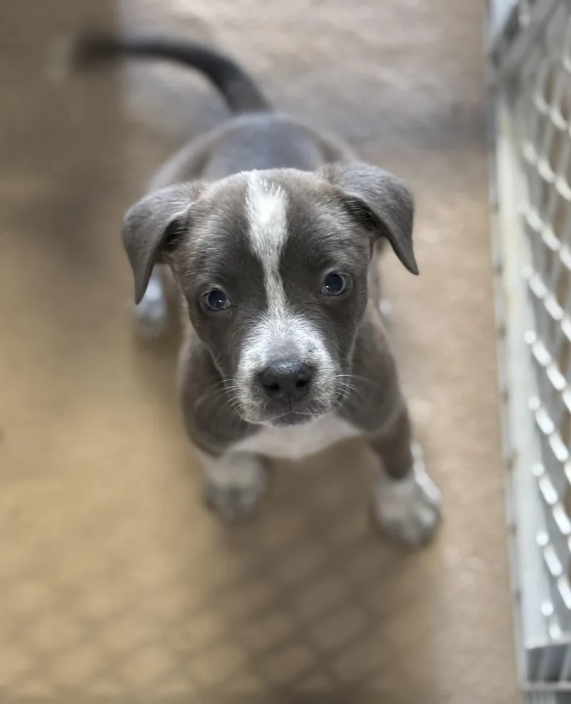 A baby medium-sized female Mixed Breed dog named Meredith for adoption in MYRTLE BEACH, SC