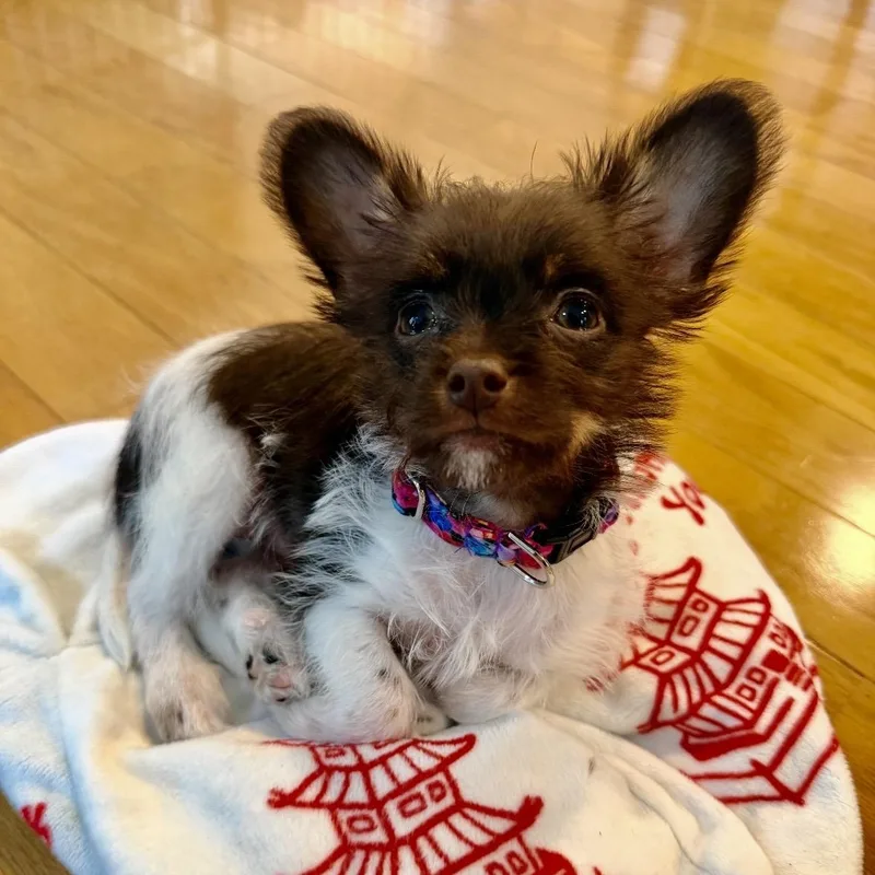 A baby small-sized female Chihuahua dog named Aurora Posy for adoption in Thompson's Station, TN