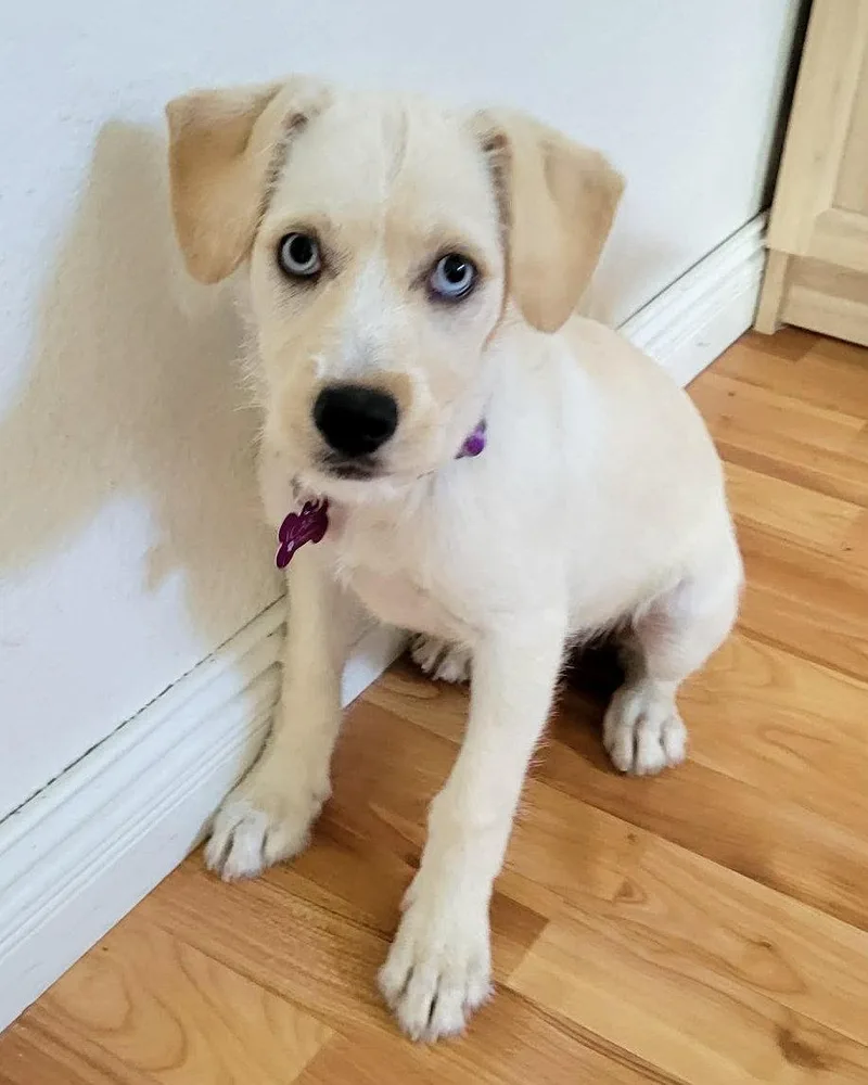 A baby medium-sized female Terrier dog named Icee for adoption in Corona, CA