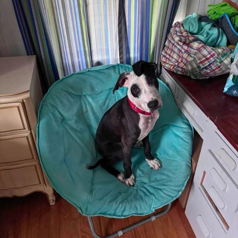 A young medium-sized male Black Mixed Breed dog named Marty for adoption in South Portland, ME