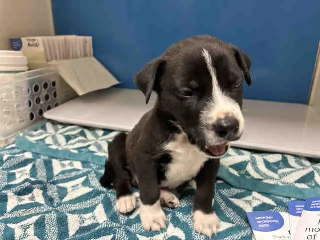 A baby medium-sized male Pit Bull Terrier dog named Charliebrown for adoption in Bonita, CA