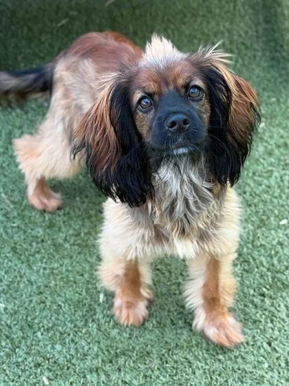 A young small-sized male Mixed Breed dog named Ray for adoption in Holbrook, NY