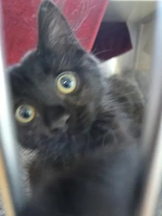 A baby small-sized female Domestic Short Hair cat named Lady Baela for adoption in Westland, MI