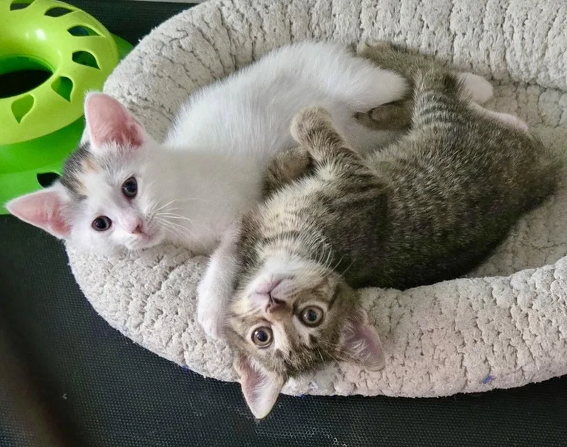 A baby medium-sized female Gray & White Domestic Short Hair cat named Anya and Elsa for adoption in Brooklyn, NY