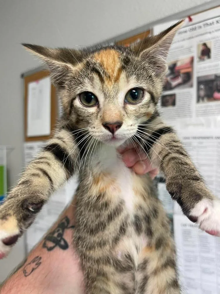 A baby medium-sized female Domestic Short Hair cat named Asja for adoption in Bolivar, MO