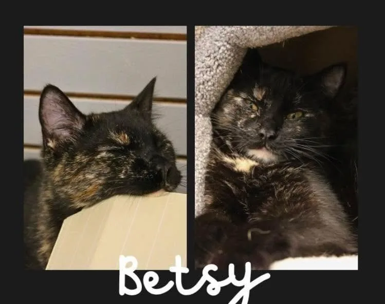 An adult medium-sized female Domestic Short Hair cat named Betsy for adoption in Rochester, IN