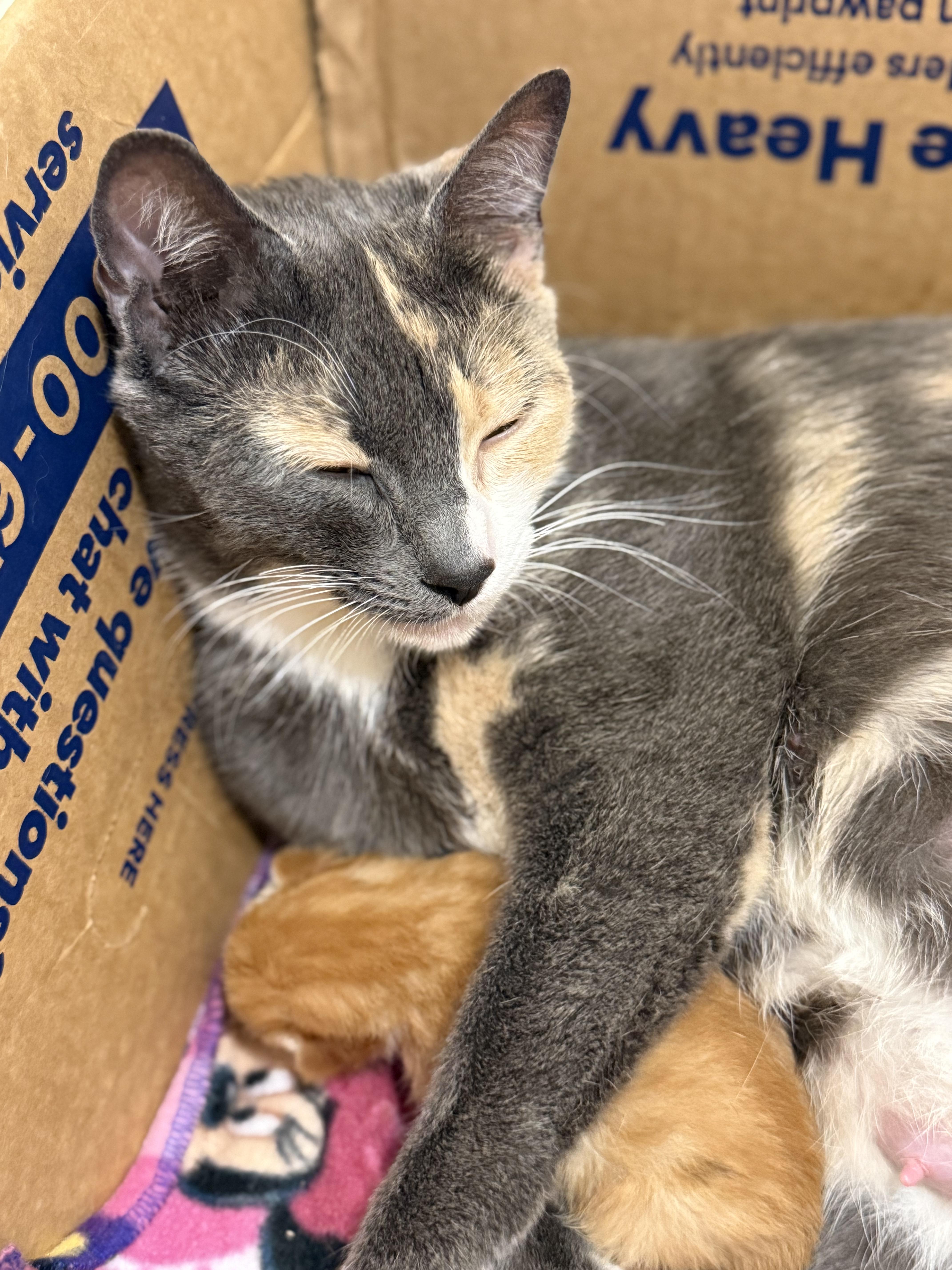A young medium-sized female Dilute Calico Domestic Short Hair cat named April for adoption in Portland, OR