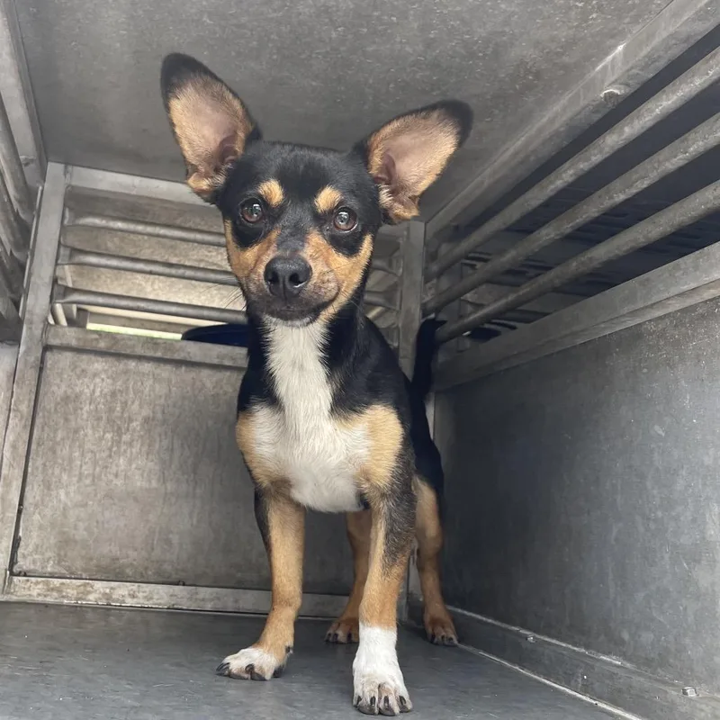 An adult small-sized male Black Chihuahua dog named Captain for adoption in Edinburg, TX