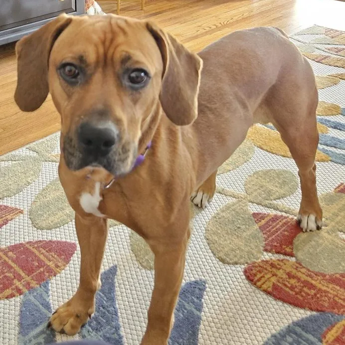 An adult medium-sized male Beagle dog named Copper for adoption in Toledo, OH
