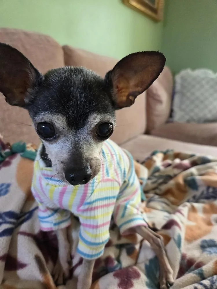 A senior small-sized male Gray / Blue / Silver Chihuahua dog named Ducky for adoption in Plymouth, MI