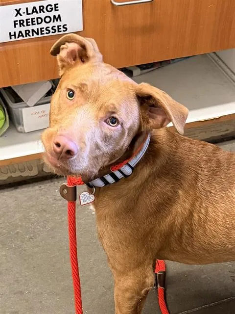 A young medium-sized male Terrier dog named Rome for adoption in Santa Cruz, CA