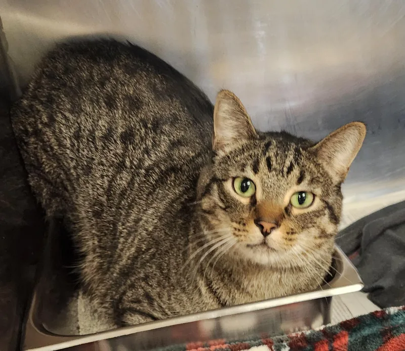 An adult medium-sized male Tabby (Brown / Chocolate) Domestic Short Hair cat named Milo for adoption in Clayton, NJ
