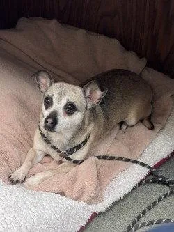 A senior small-sized female Chihuahua dog named Pr  Ellie for adoption in Glen Allen, VA