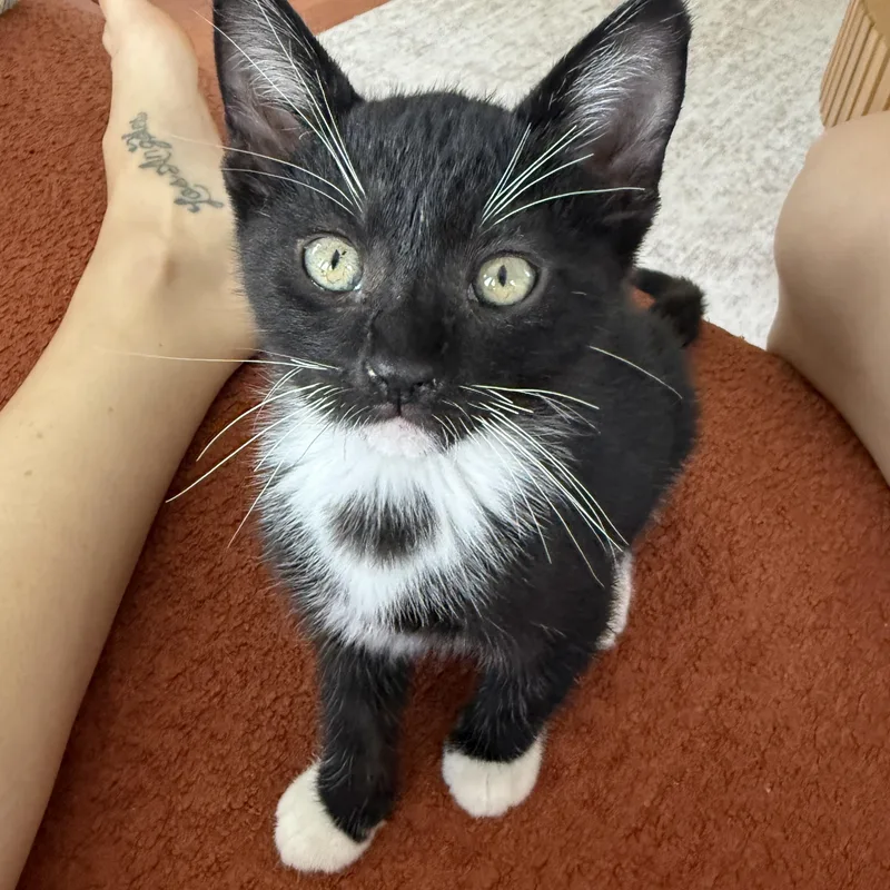 Sylvester thumbnail 2