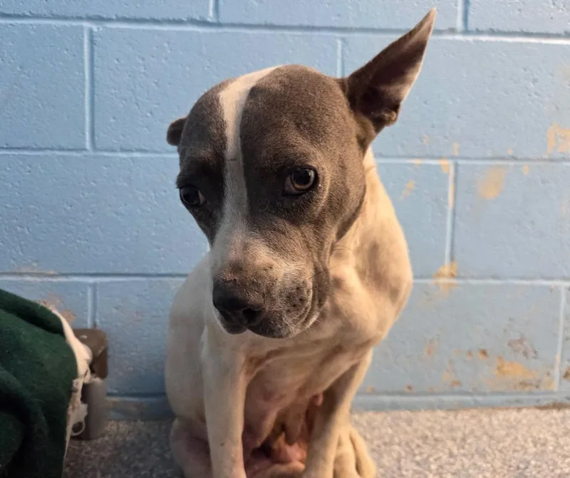 An adult medium-sized female American Bully dog named Daisy for adoption in Stillwater, OK