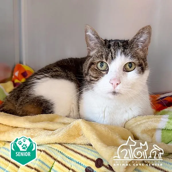 A senior medium-sized female Domestic Short Hair cat named Cupcake for adoption in Irvine, CA
