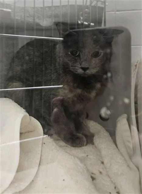 A young small-sized female Domestic Short Hair cat named Crayfish for adoption in Omaha, NE