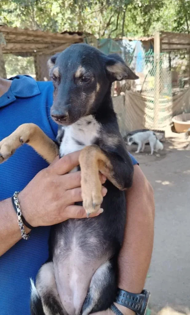 A baby small-sized female Beagle dog named Colitas for adoption in San Diego, CA