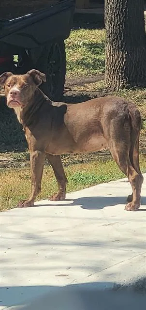 An adult medium-sized female Boxer dog named Honey Bee for adoption in San Antonio, TX
