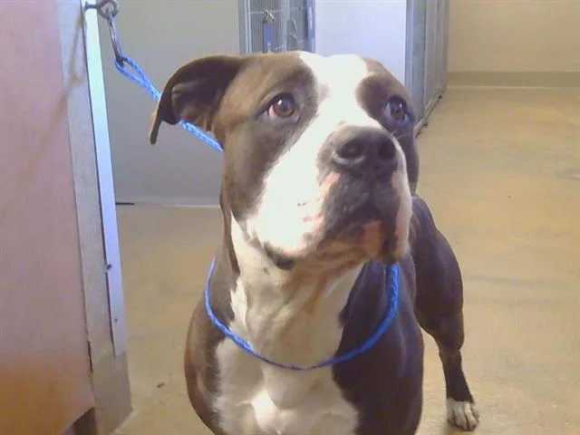 An adult large-sized male Pit Bull Terrier dog named Lewis for adoption in Sacramento, CA