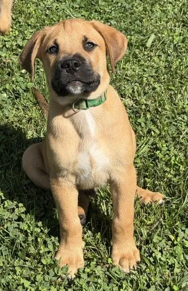 A baby large-sized male Labrador Retriever dog named Dressel for adoption in Malvern, PA