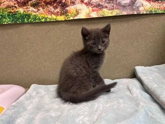 A baby small-sized male Domestic Medium Hair cat named A for adoption in Moreno Valley, CA