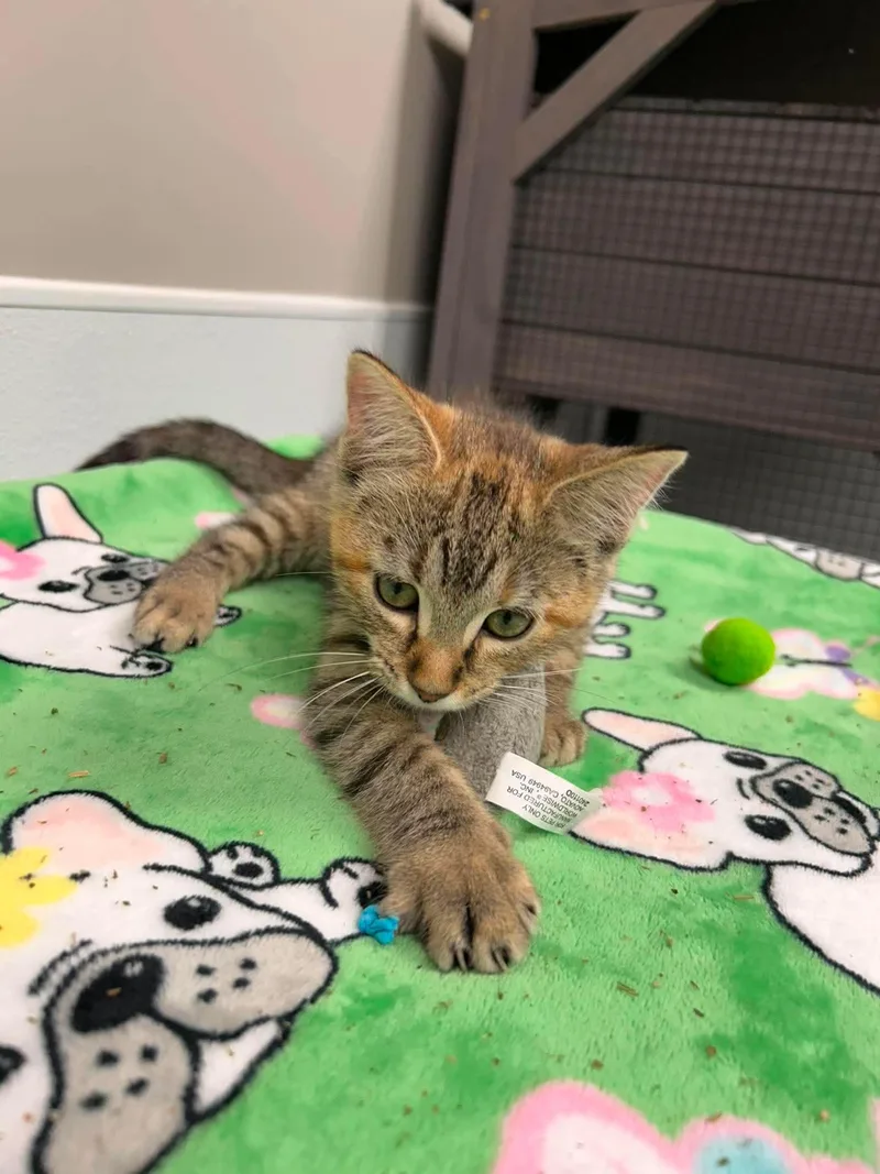 Fiona