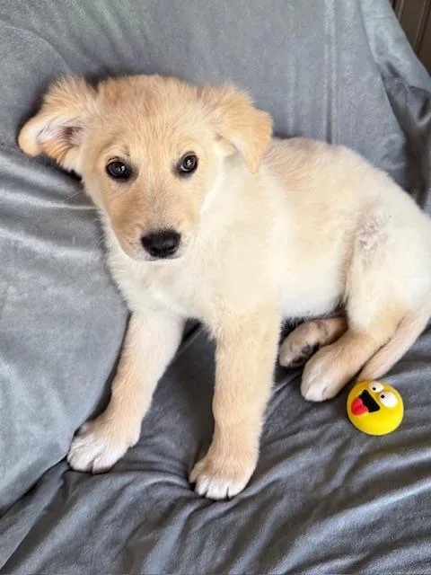 Mr. Pibb Fizz thumbnail 2