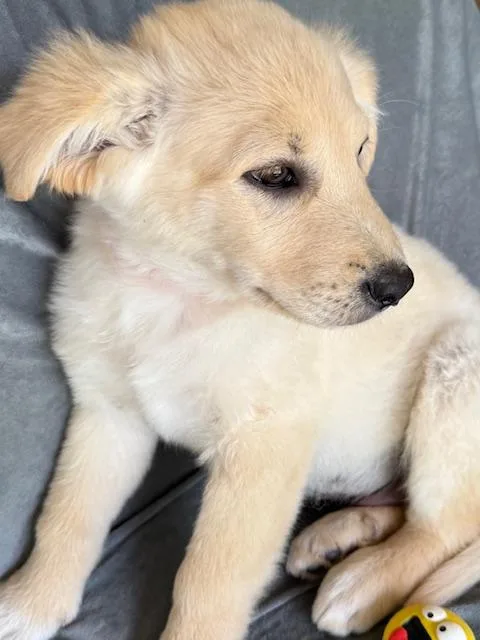 Mr. Pibb Fizz thumbnail 3