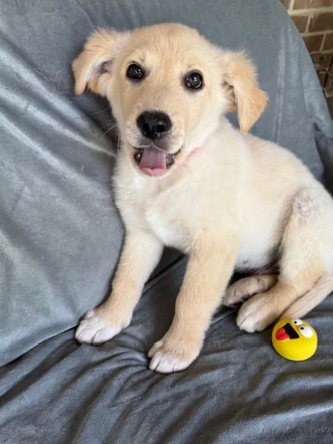 Mr. Pibb Fizz thumbnail 4