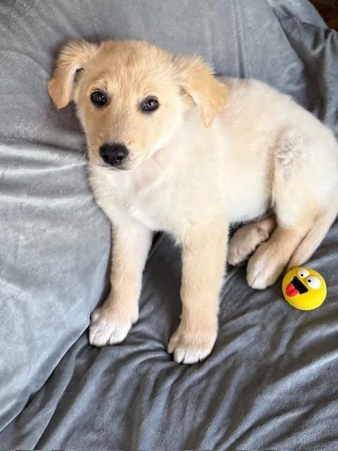 Mr. Pibb Fizz thumbnail 5