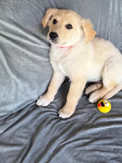 Mr. Pibb Fizz thumbnail 6