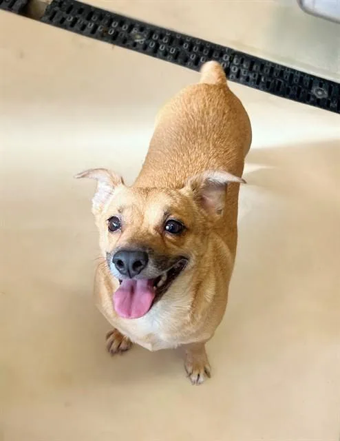 An adult small-sized female Chihuahua dog named Ethel for adoption in Riverside, CA