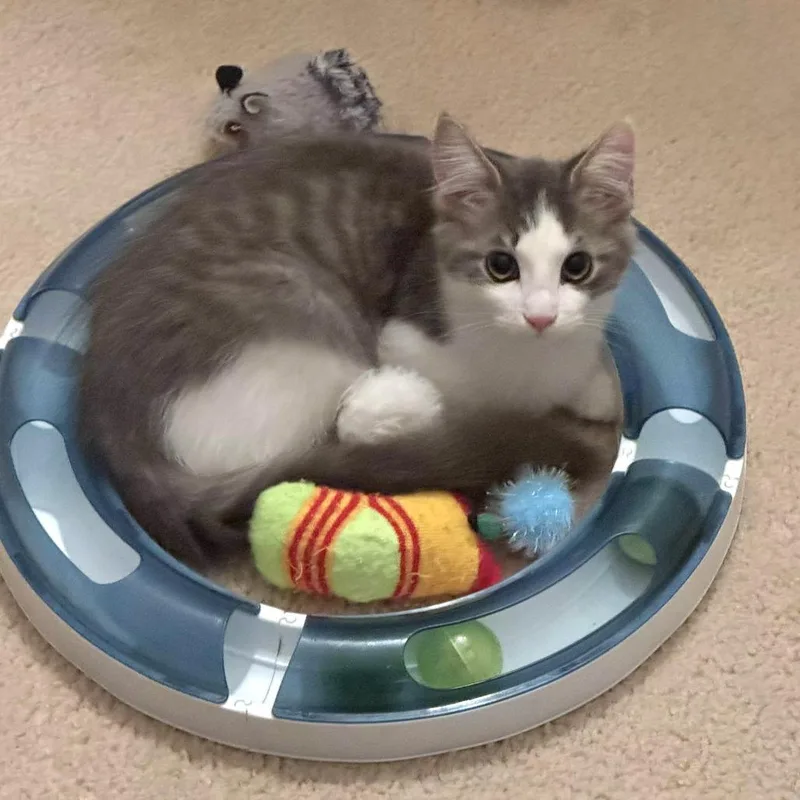 A baby small-sized male Gray / Blue / Silver Domestic Medium Hair cat named Diver for adoption in Brownsboro, AL