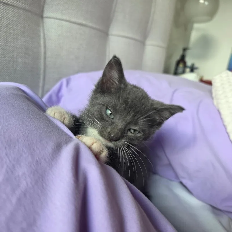 A baby small-sized male Domestic Medium Hair cat named Apple for adoption in Chicago, IL