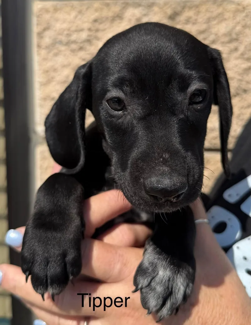 A baby small-sized female Dachshund dog named Tipper for adoption in Blue Springs, MO