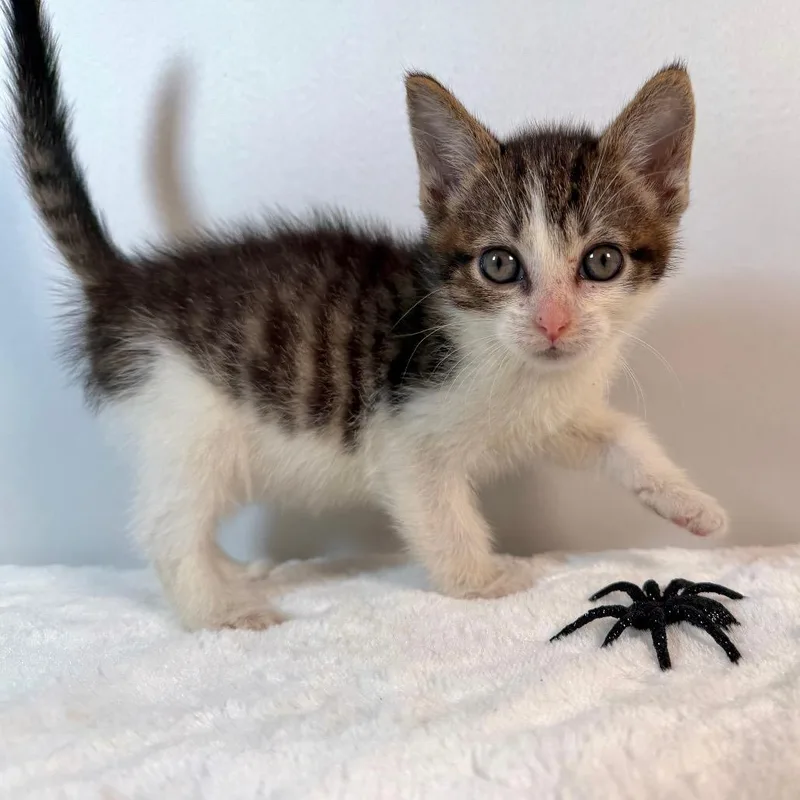 A baby small-sized male Domestic Short Hair cat named Gimli for adoption in Johnson City, TN