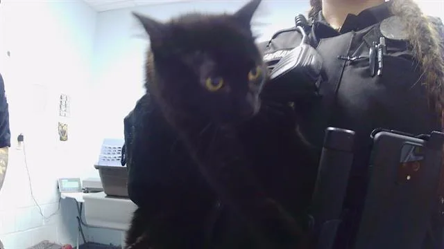A young medium-sized female Domestic Short Hair cat named Blackie for adoption in Charlotte, NC