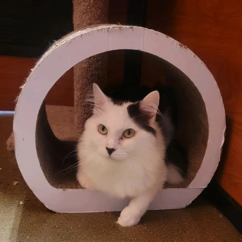 An adult small-sized male Black Domestic Long Hair cat named Vancouver for adoption in Hemet, CA