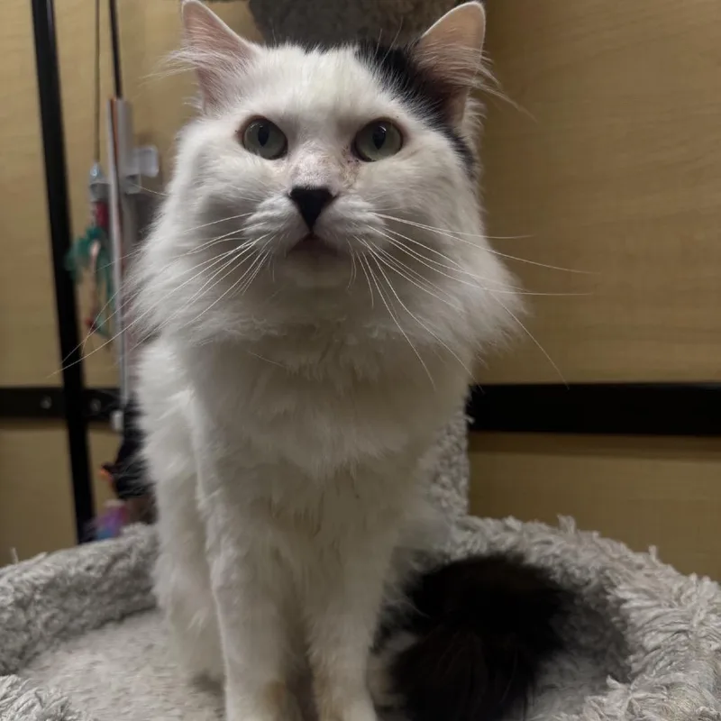 Vancouver thumbnail 6