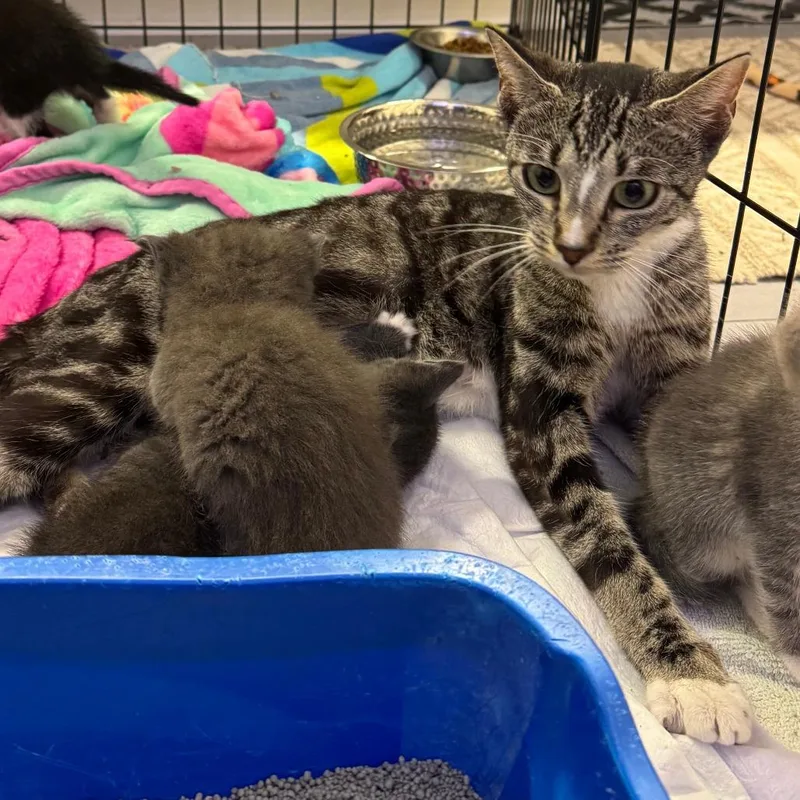 An adult medium-sized female Brown / Chocolate Domestic Short Hair cat named Brie for adoption in Kyle, TX