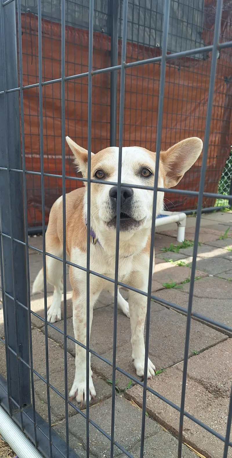 Scarlett thumbnail 2