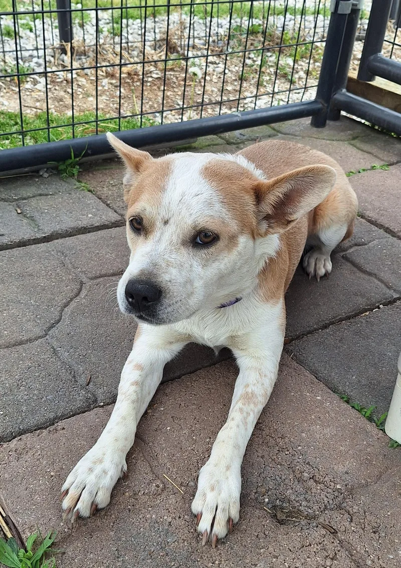 Scarlett thumbnail 3