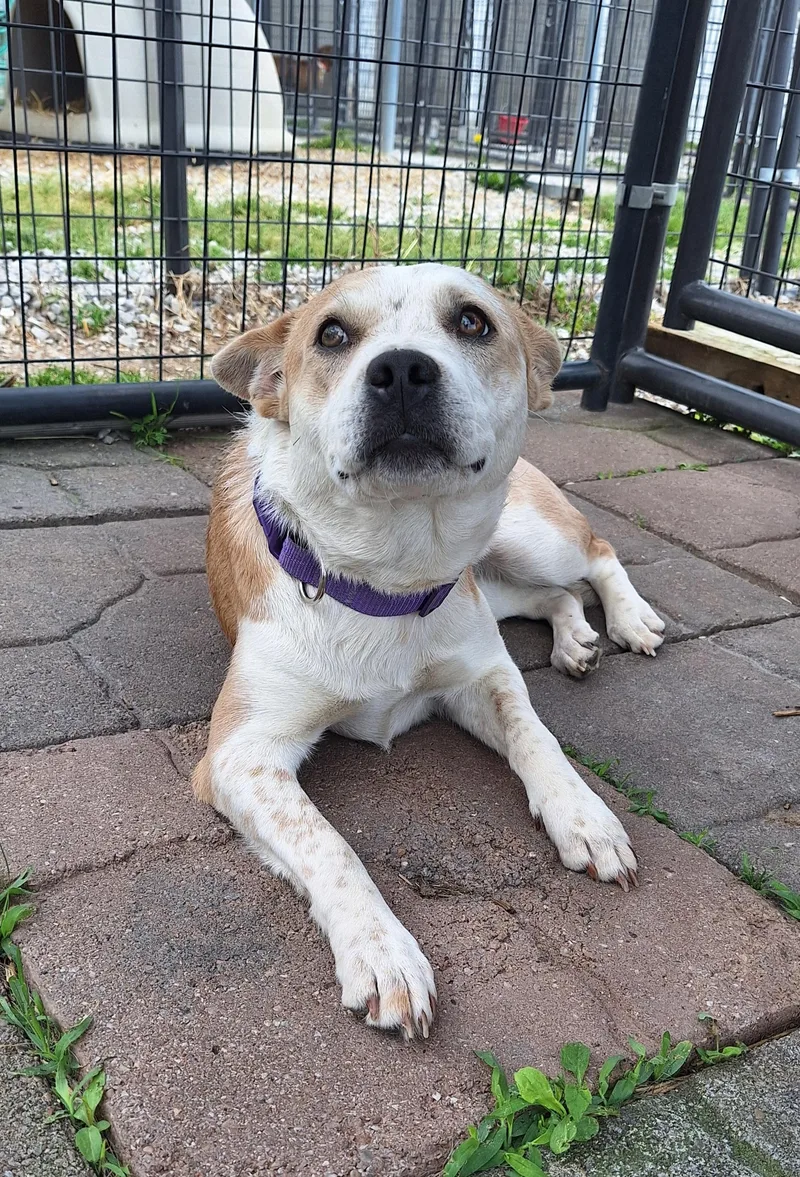 Scarlett thumbnail 4