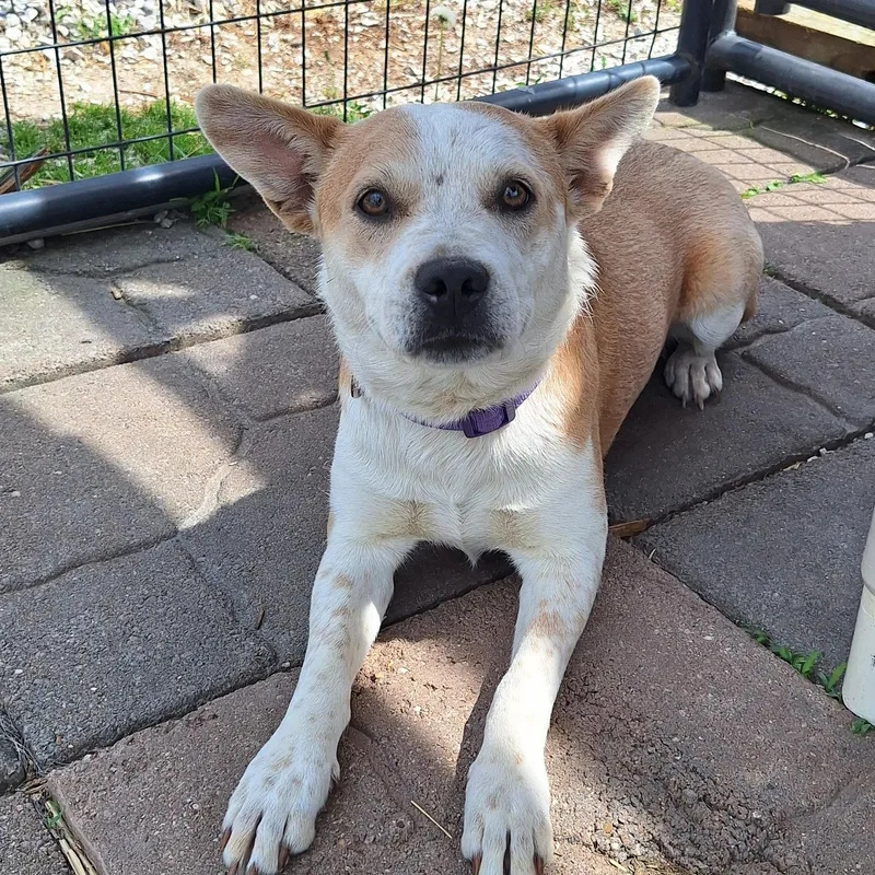 A young medium-sized female Yellow / Tan / Blond / Fawn Australian Cattle Dog / Blue Heeler dog named Scarlett for adoption in Stanton, KY