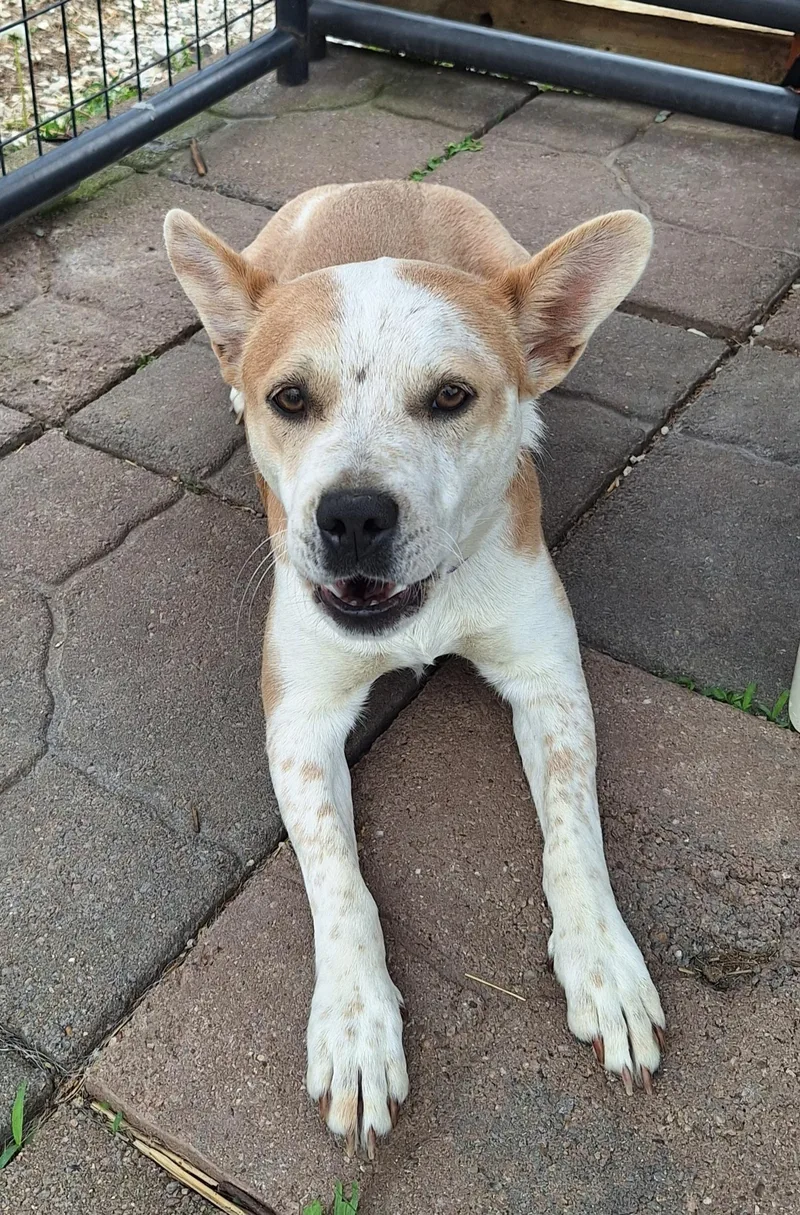 Scarlett thumbnail 5