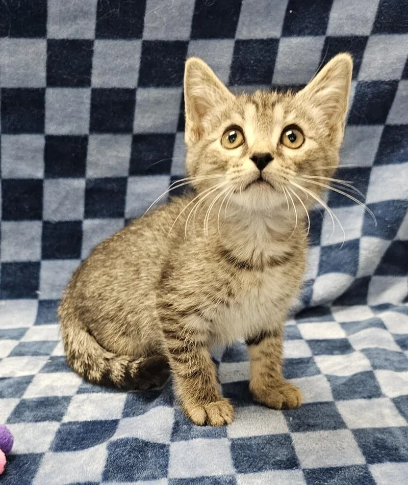 A baby small-sized male Brown / Chocolate Domestic Short Hair cat named Whopper for adoption in Raleigh, NC