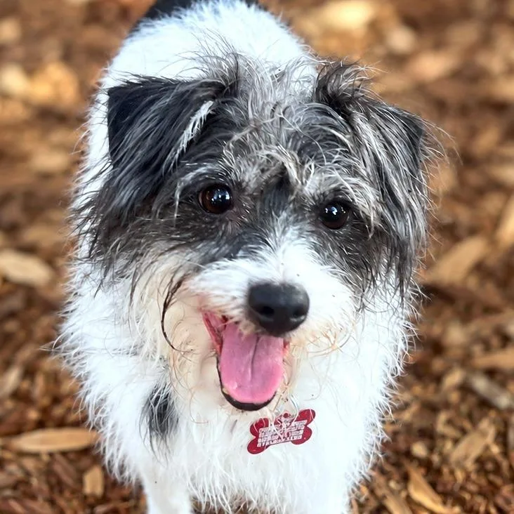 An adult small-sized female Wirehaired Terrier dog named Sarah for adoption in Boerne, TX