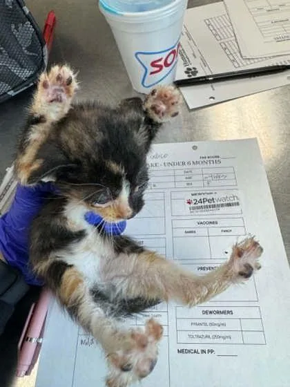 A baby small-sized female Domestic Short Hair cat named Dee for adoption in Memphis, TN